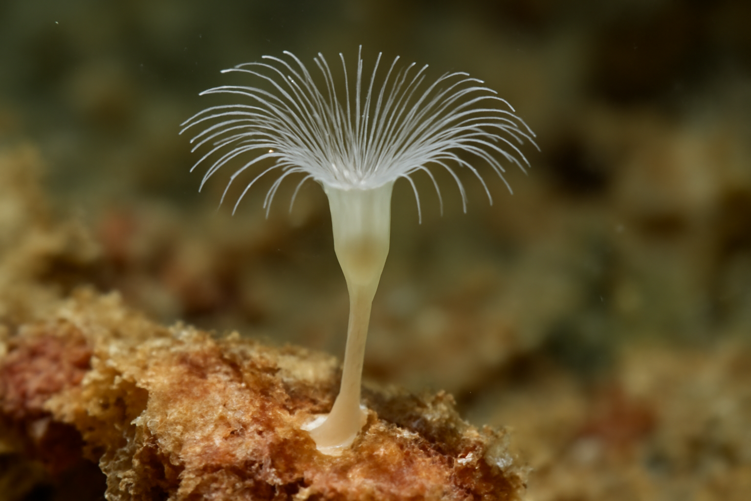 Loxosomella parguerensis