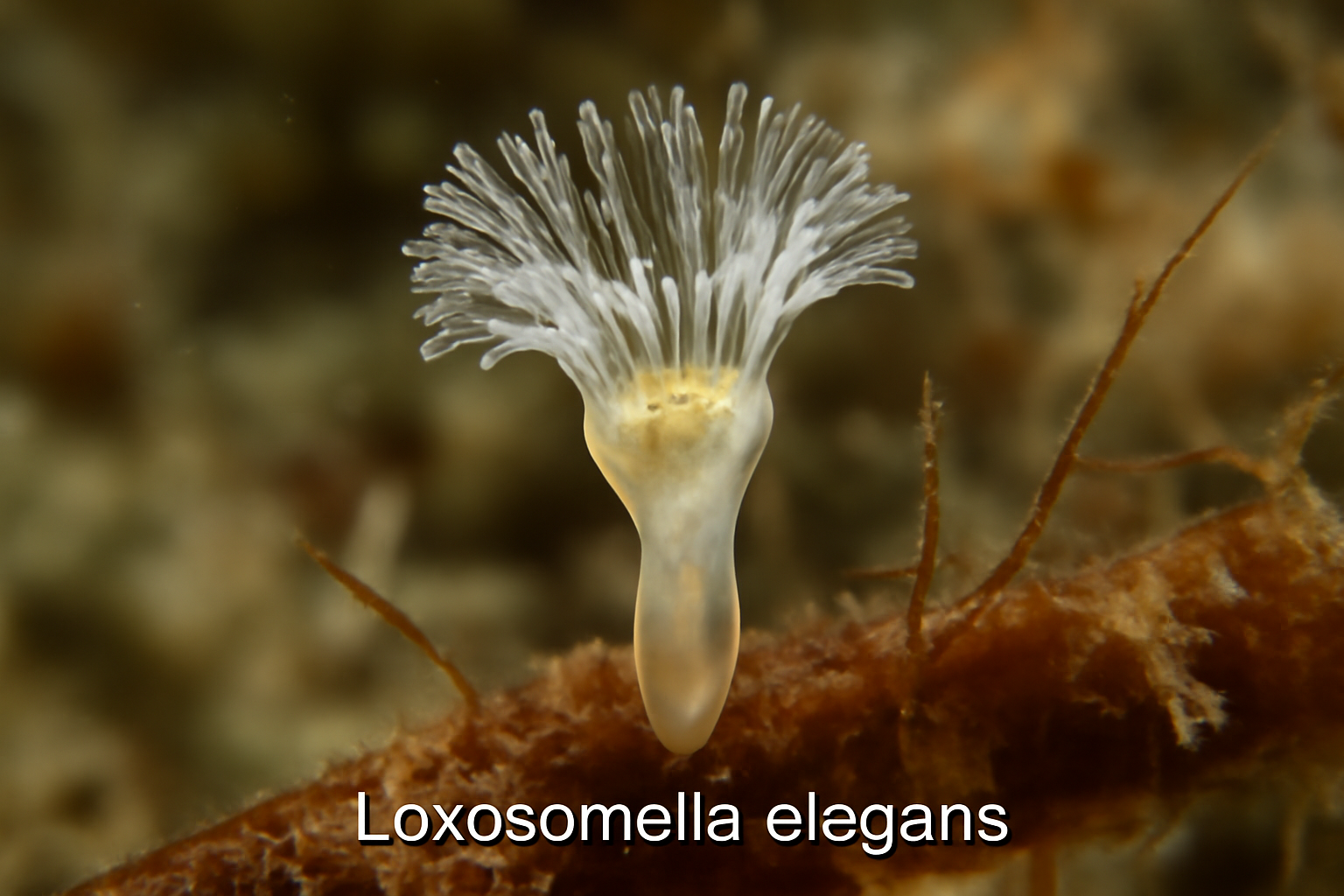 Loxosomella elegans