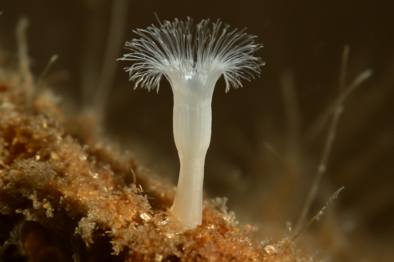 Loxosomella neapolitana
