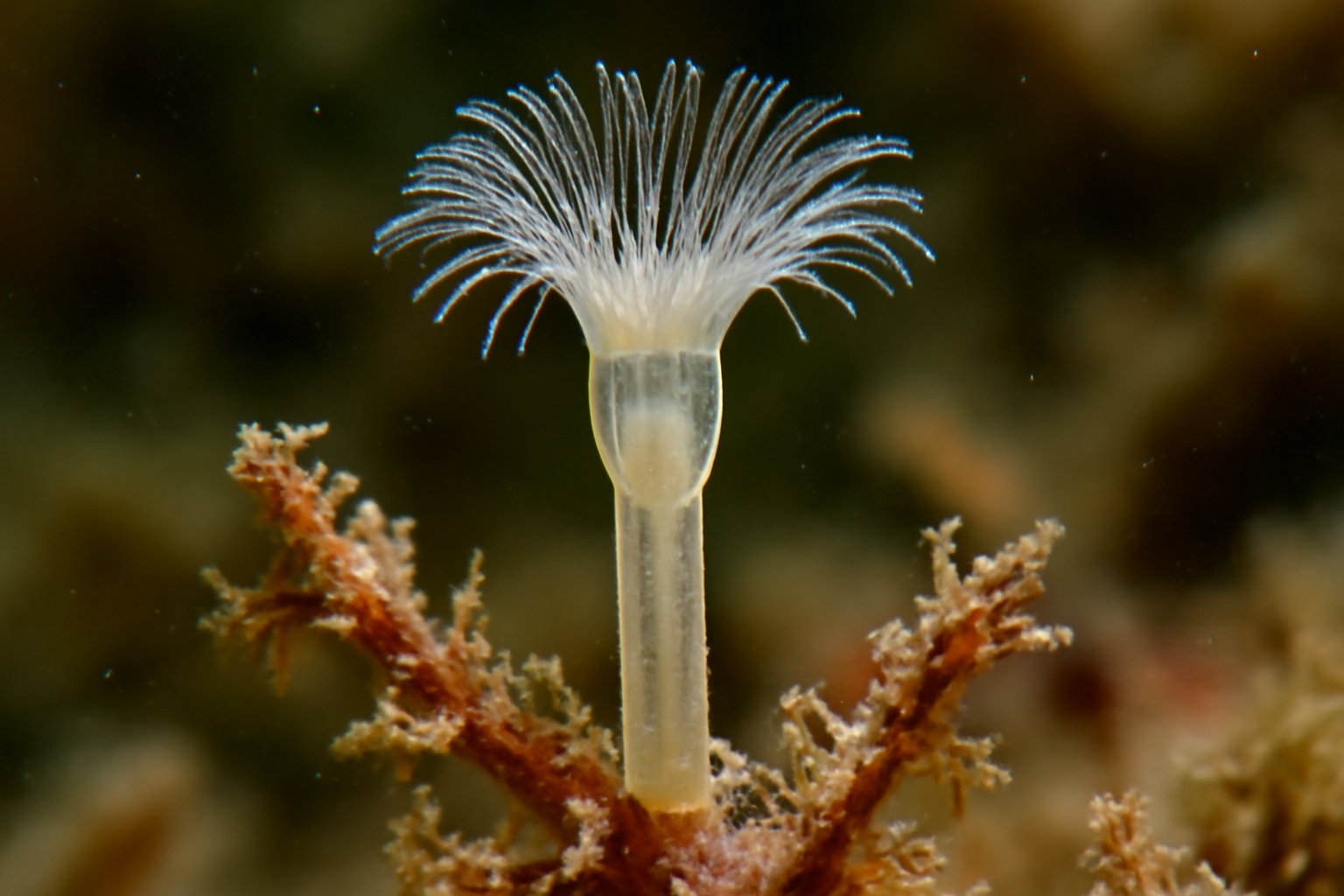 Loxosomella murmanica