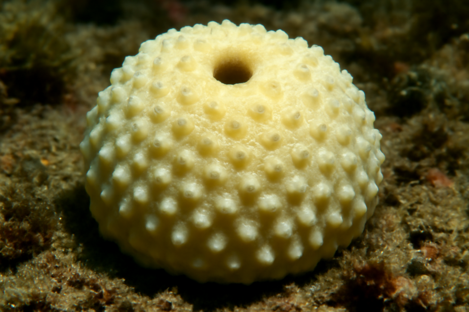 Goose Bump Sponge