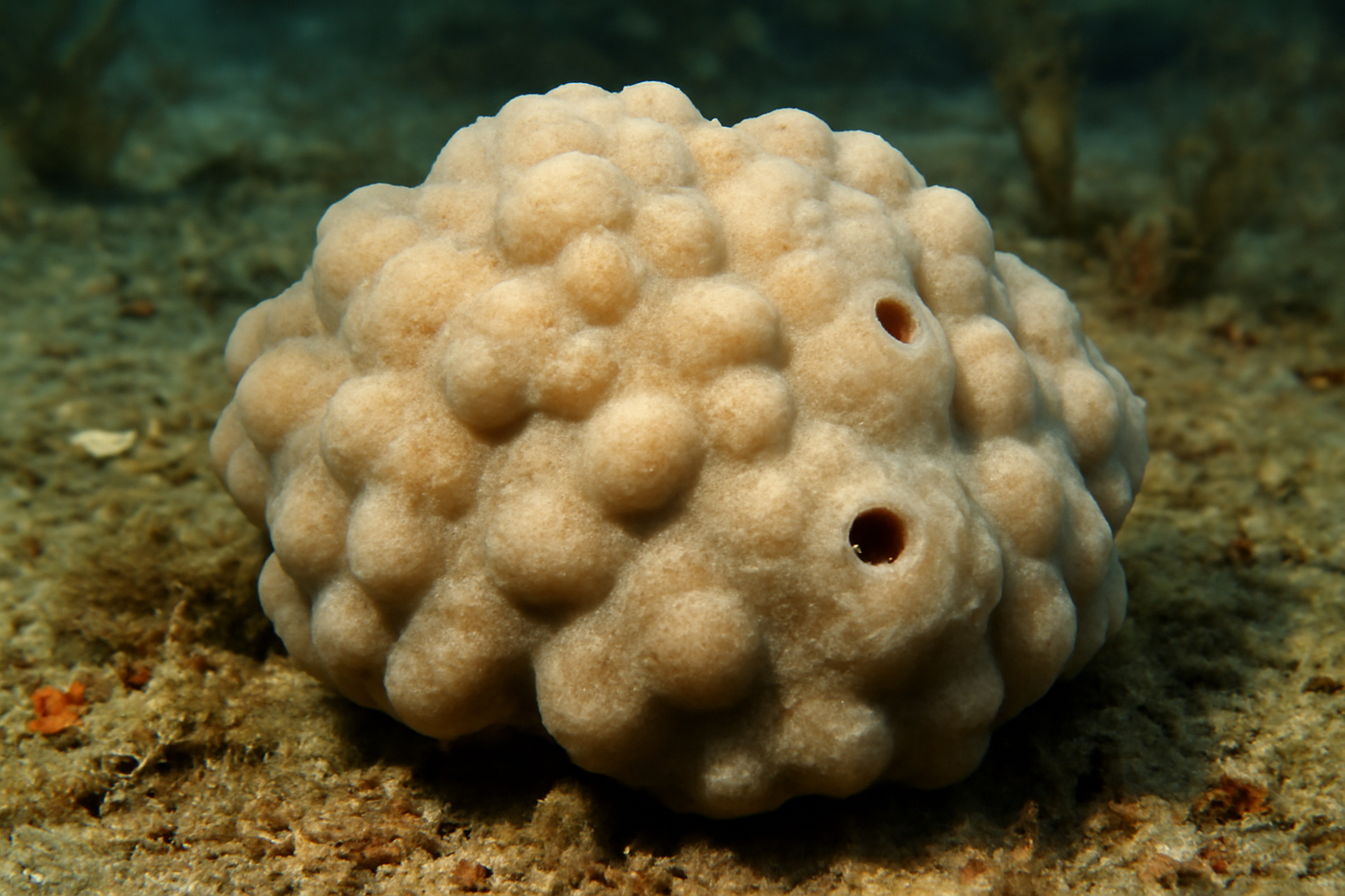 Lumpy Sponge
