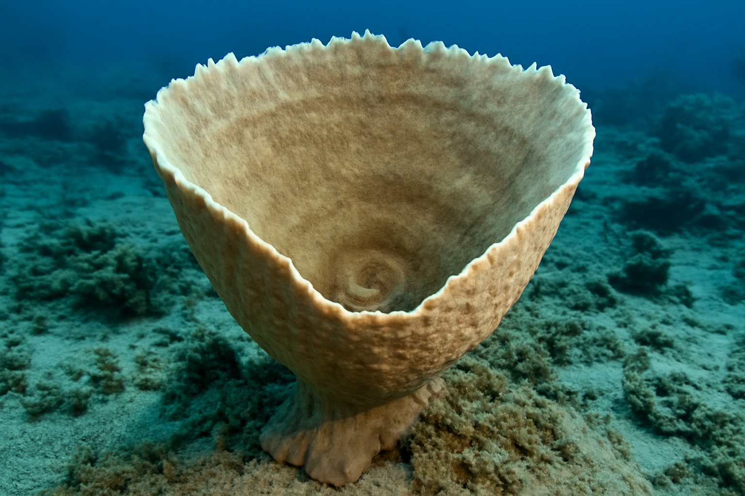 Neptune's Cup Sponge