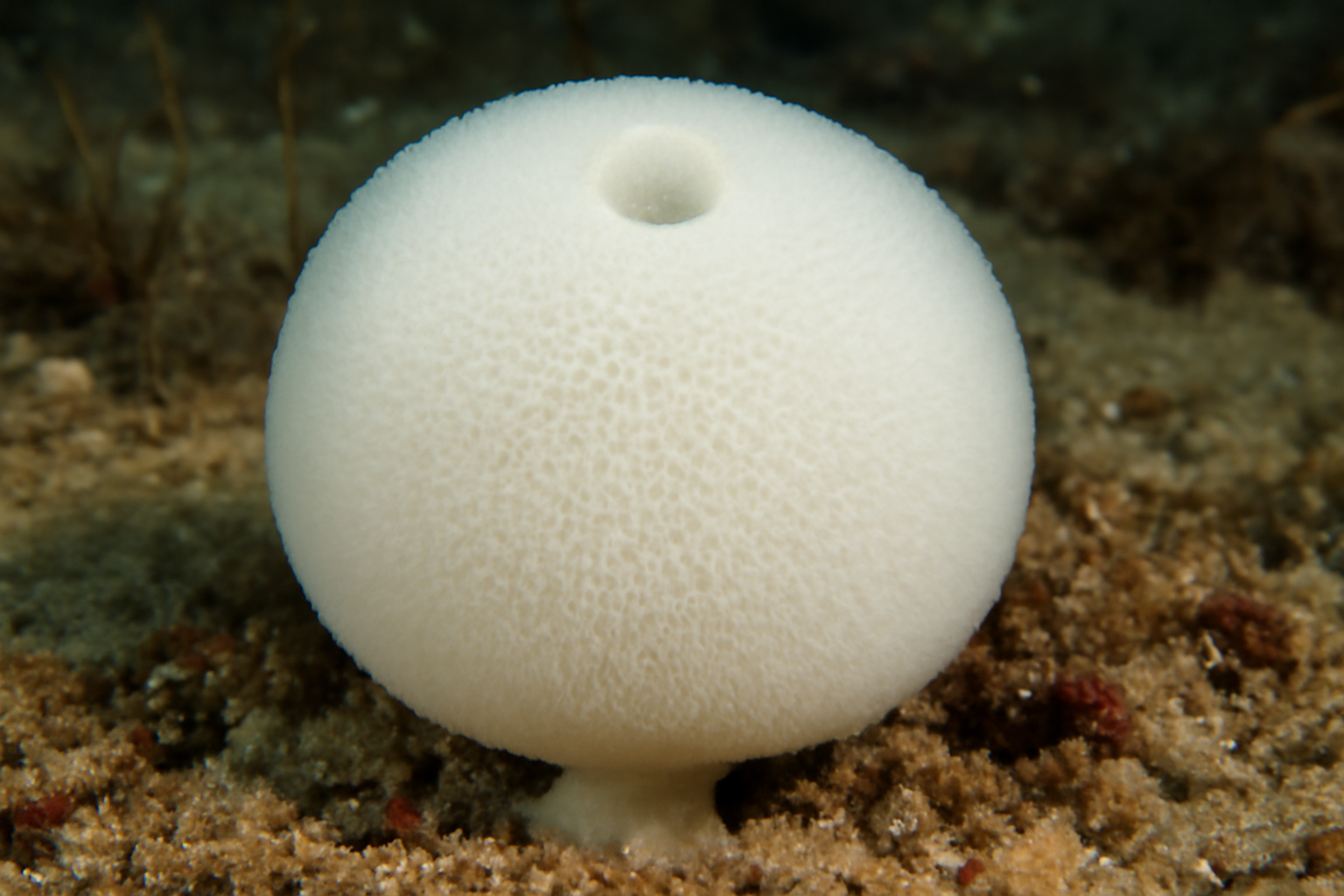White Puffball Sponge