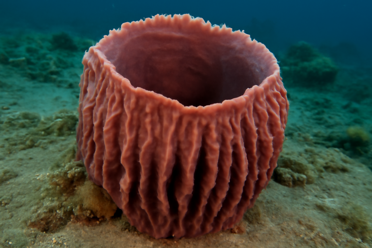 Johnston's Sponge
