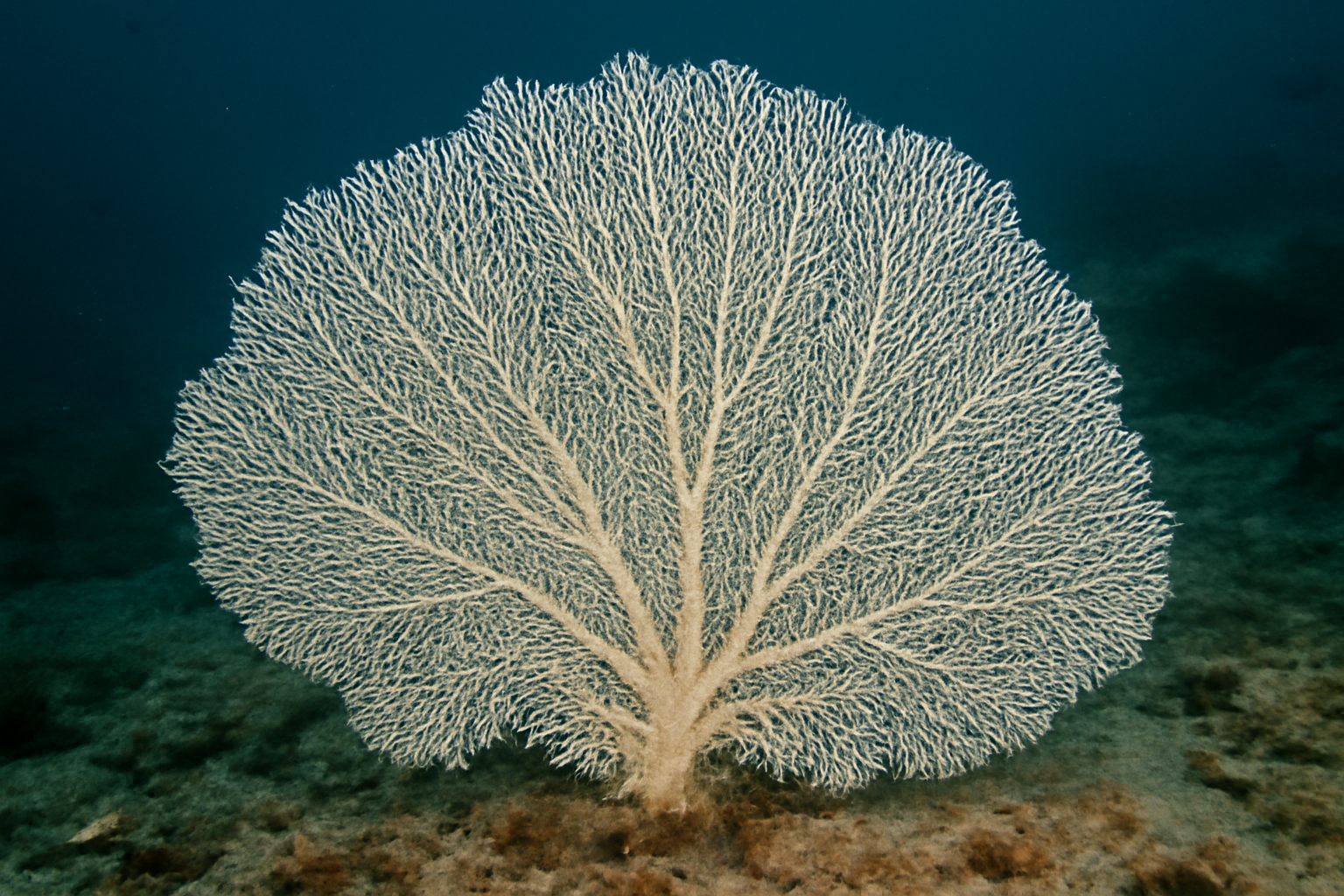 White Sea Fan