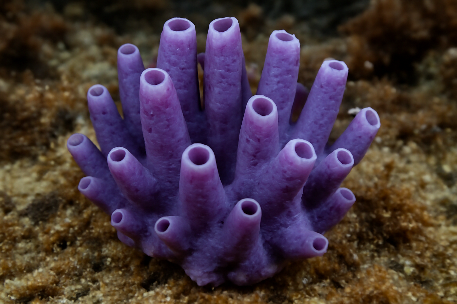 Eurypon purple sponge