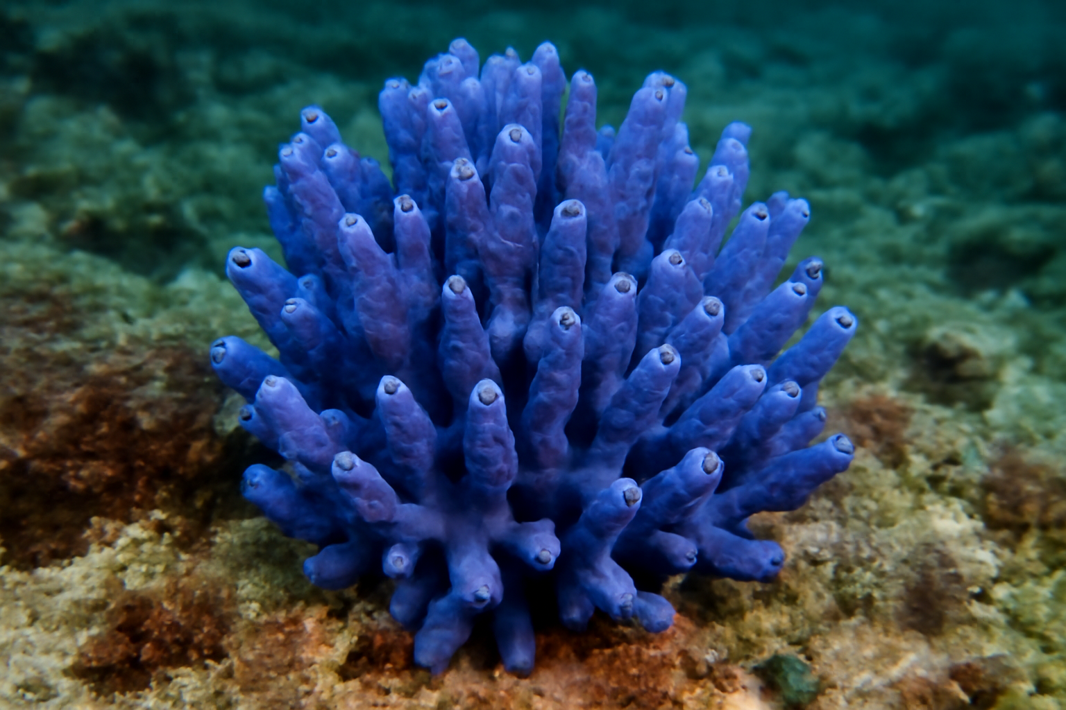 Eurypon blue sponge