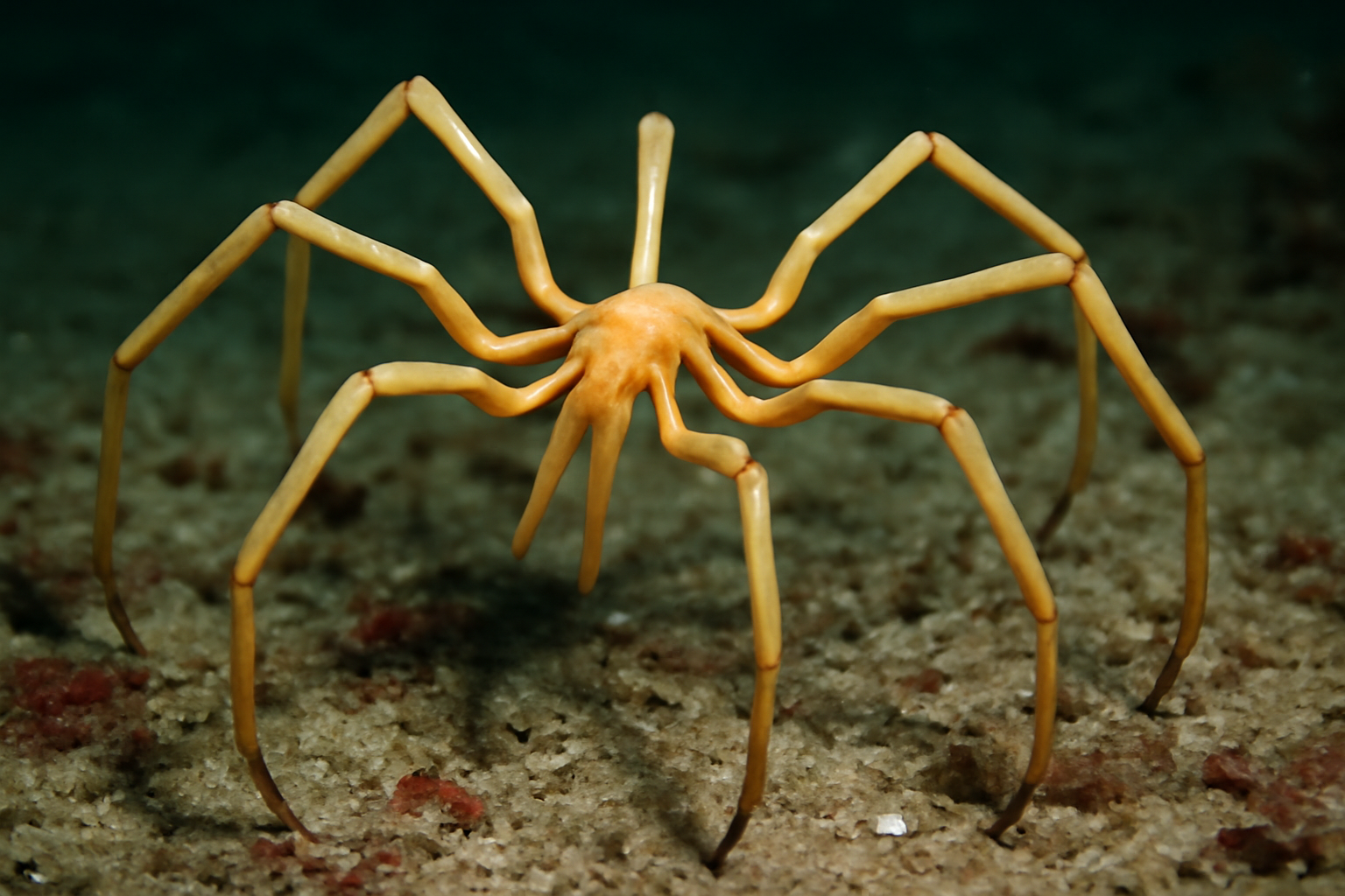 Giant Sea Spider