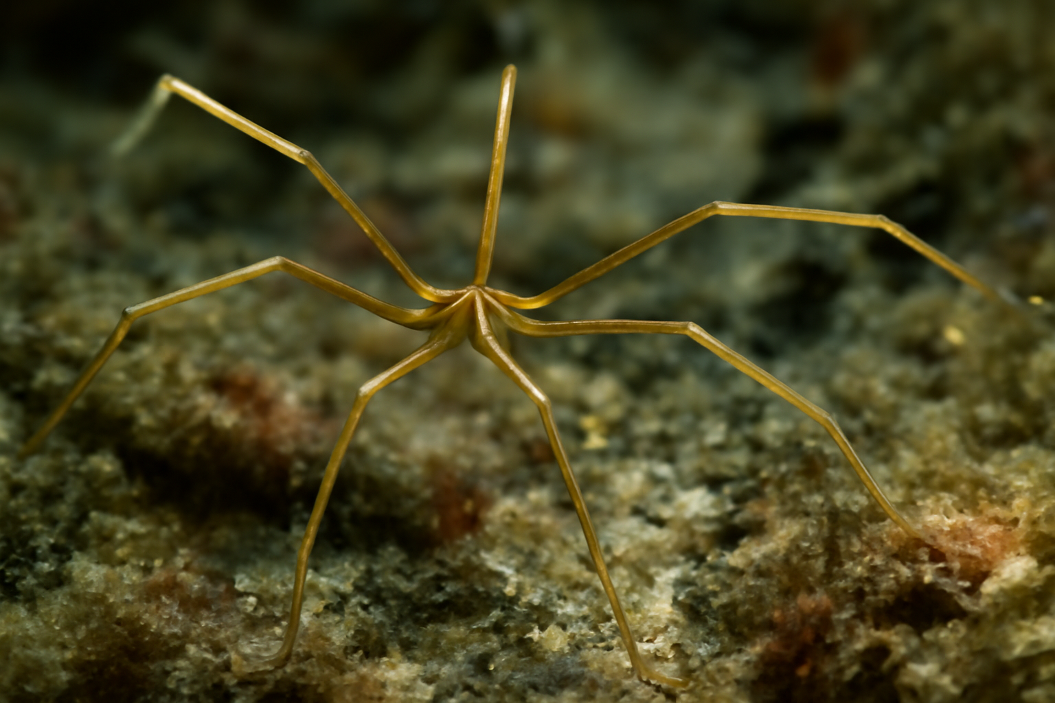 Slender Sea Spider