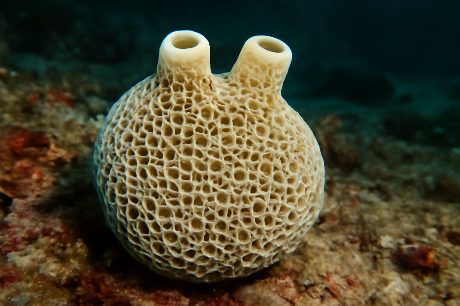 Reticulated Sponge
