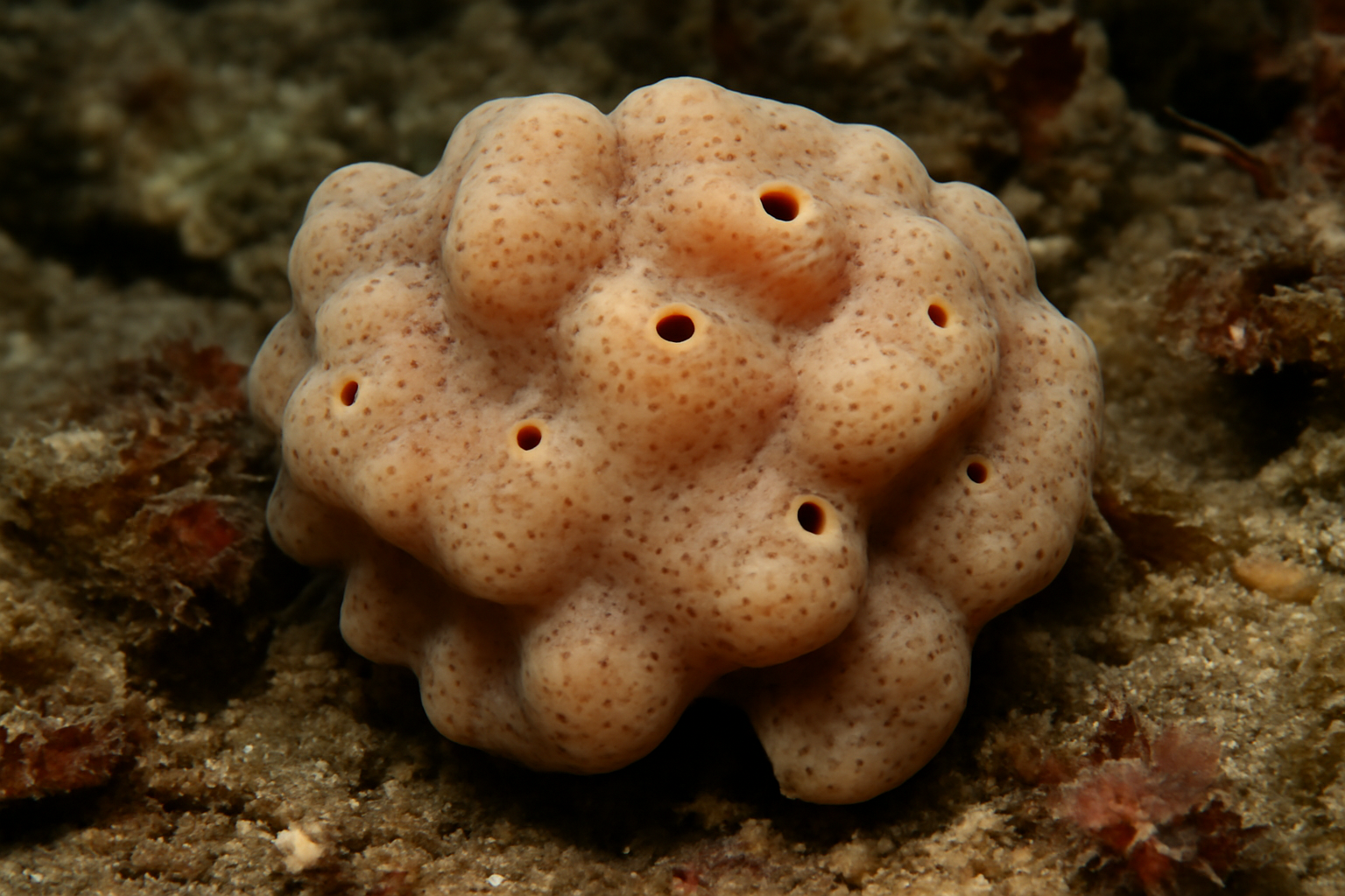 Bowerbank's Sponge