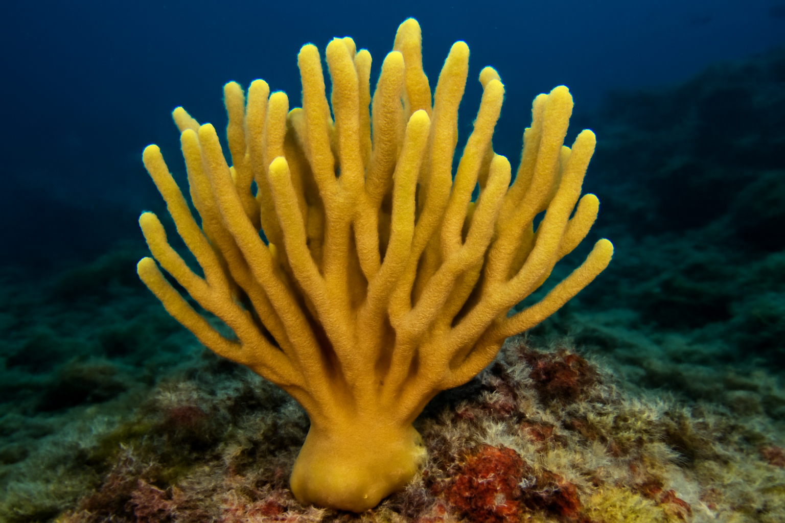 Cymbastela marshae