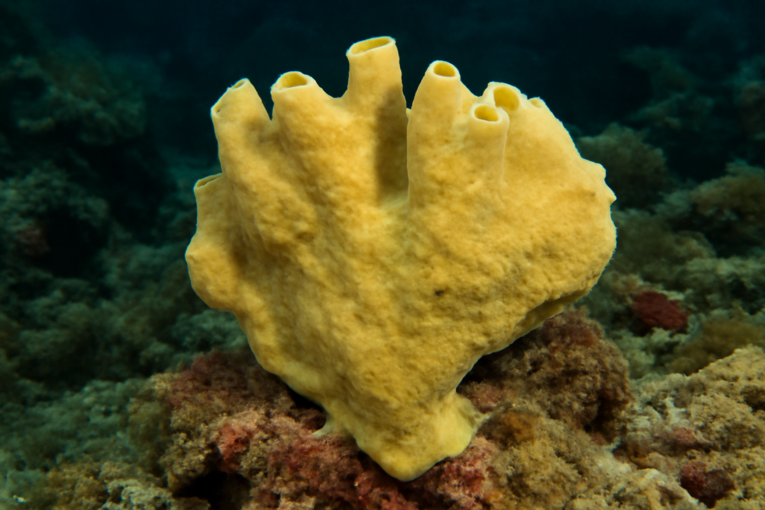 Cymbastela hooperi