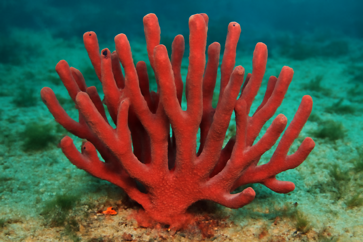 Branching Red Sponge