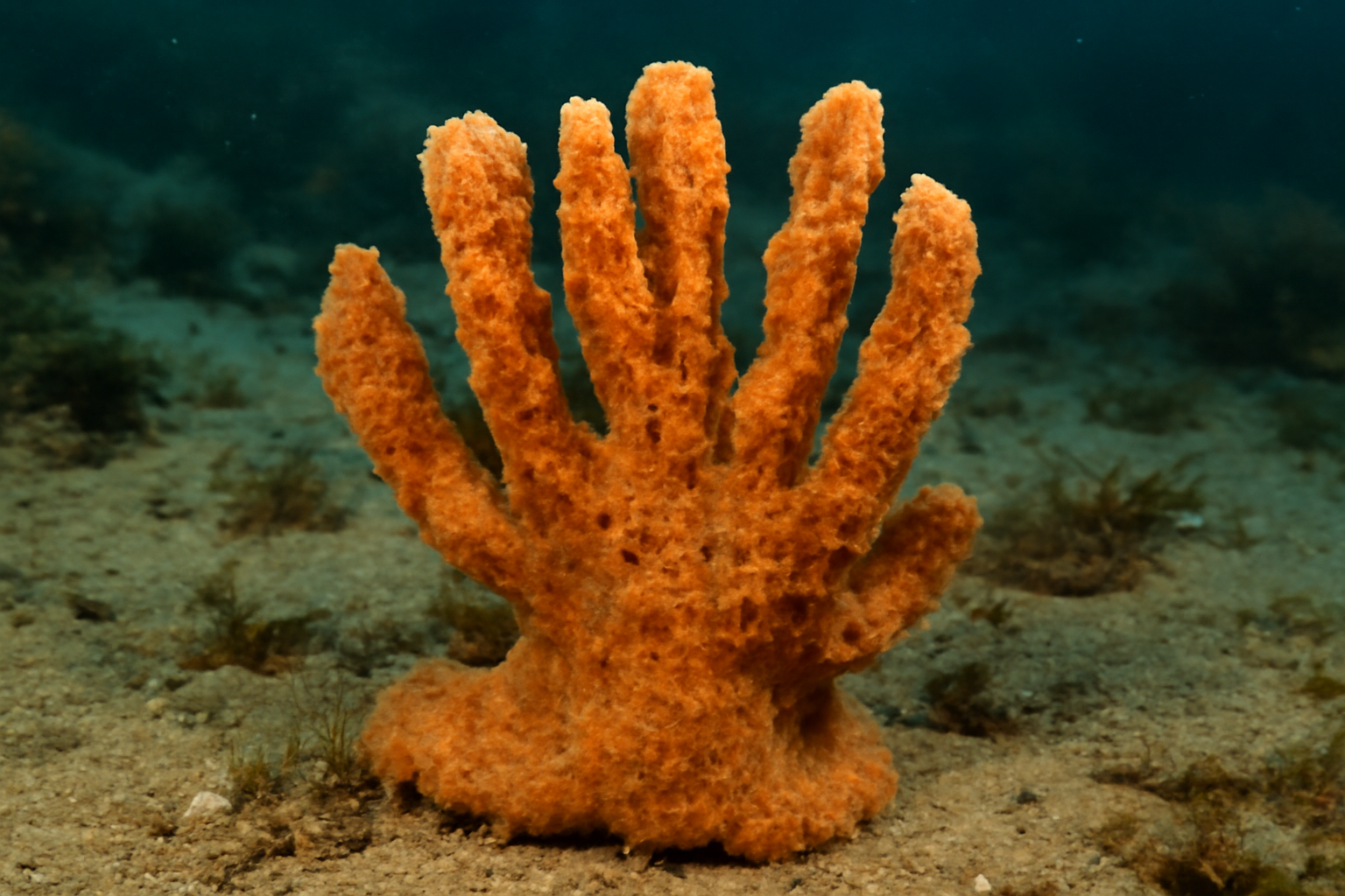 Rough Tree Sponge