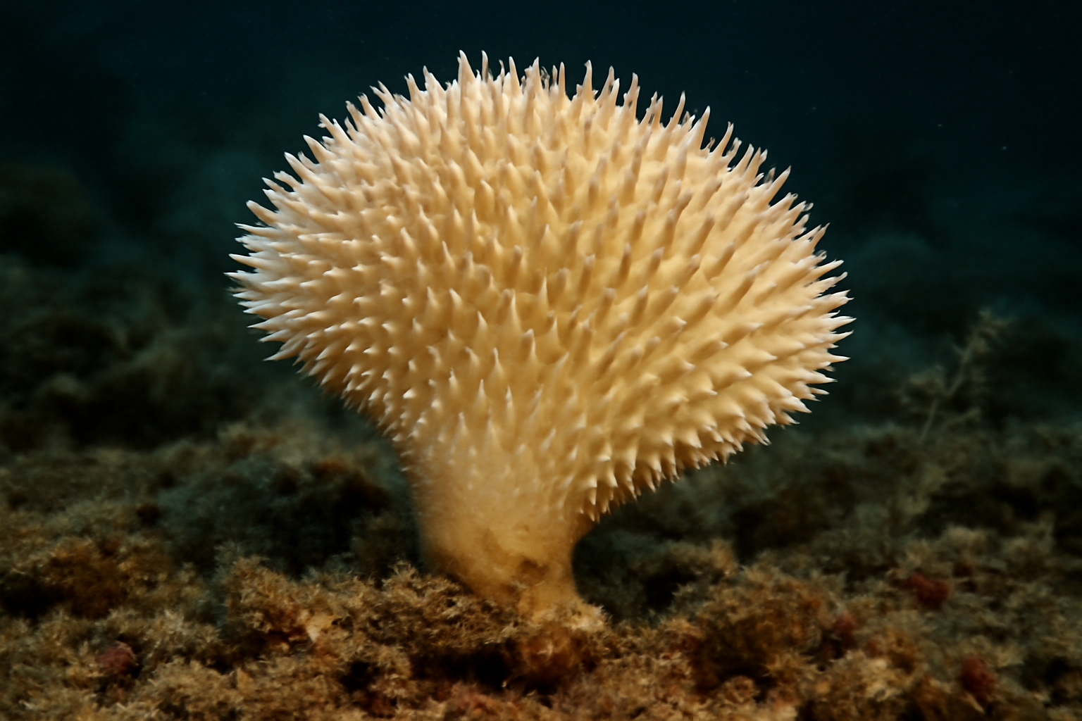 Spiky Phakellia