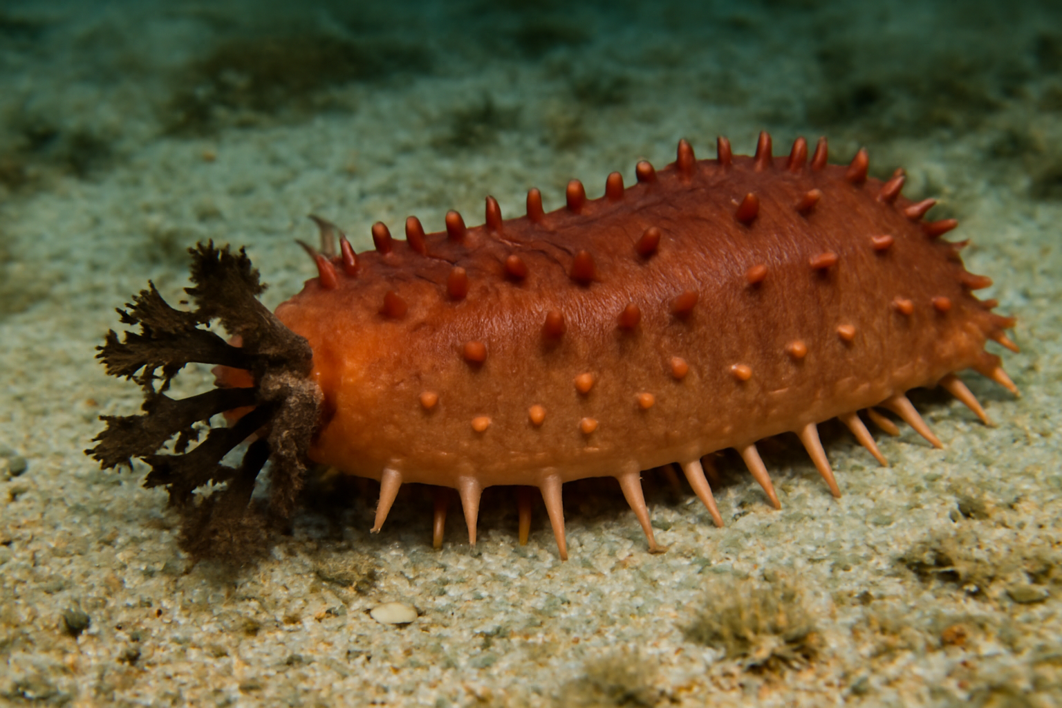 Stiff-footed Sea Cucumber