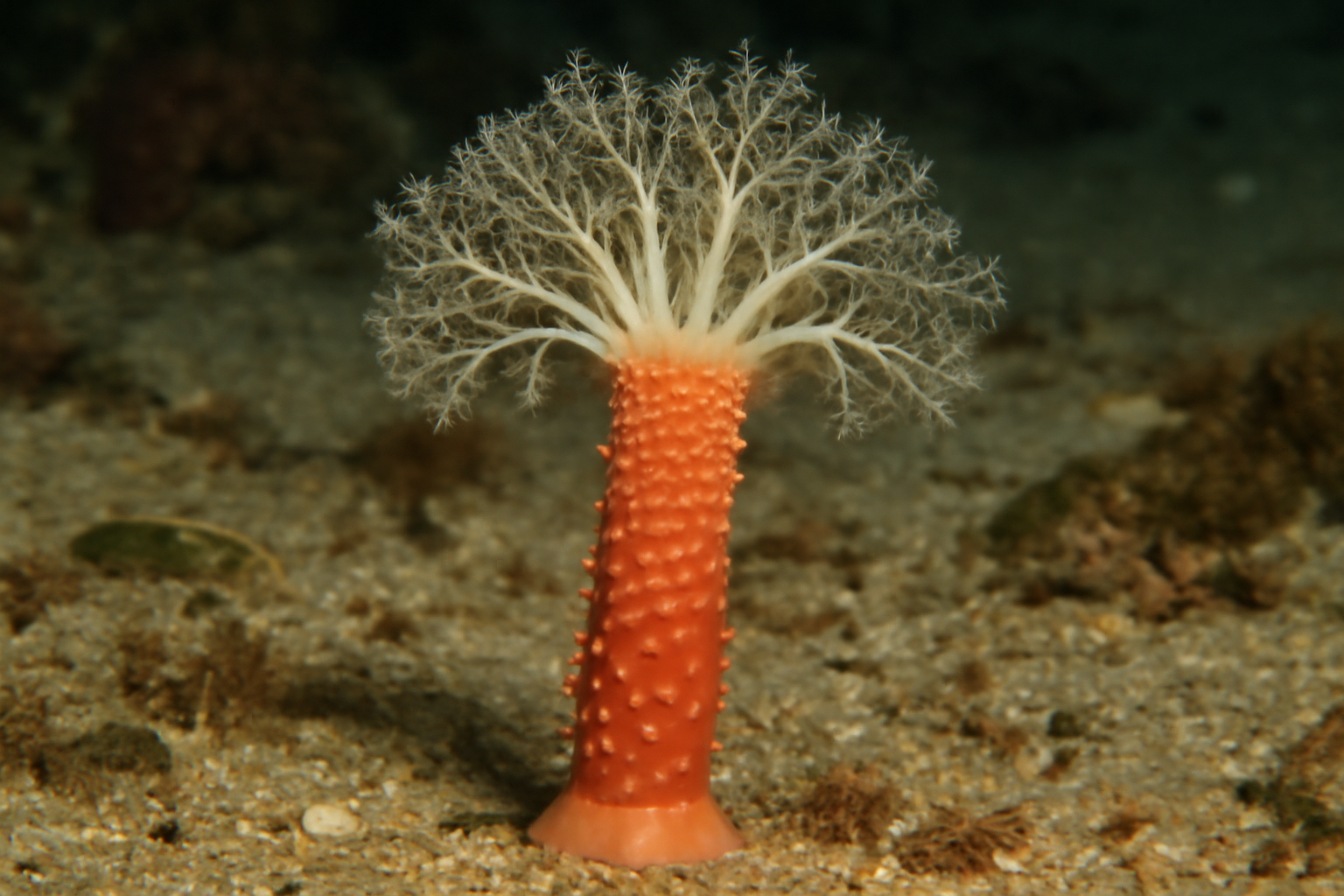 Stalked Sea Cucumber