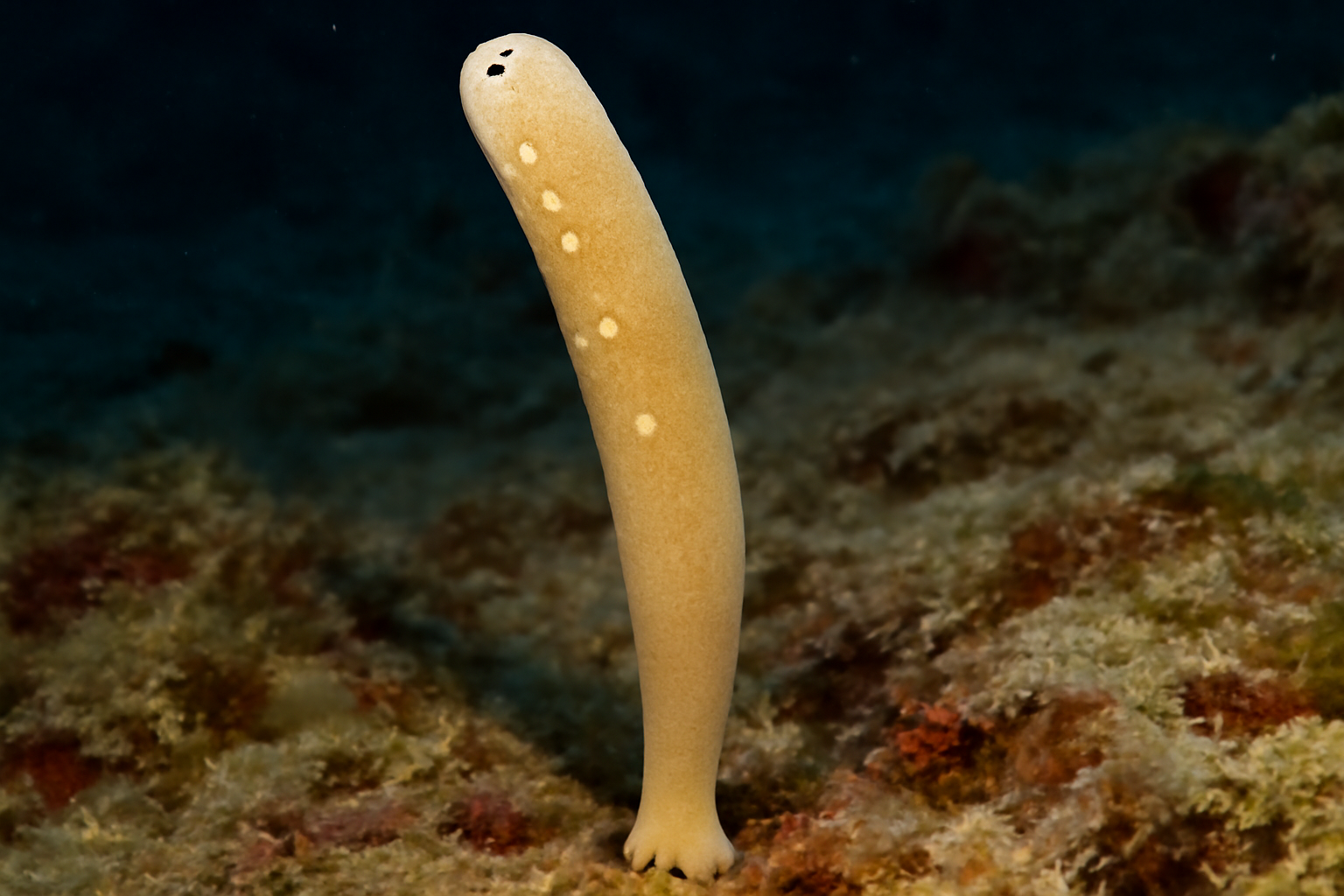 Elongated Auletta