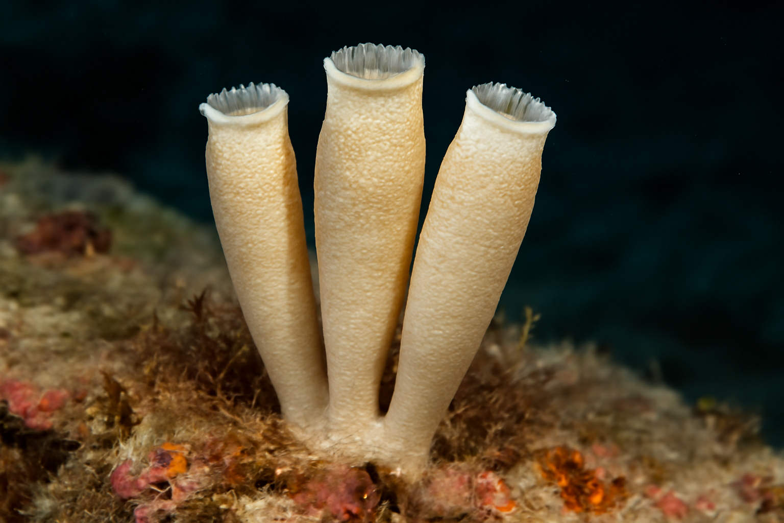 Sycon Auletta