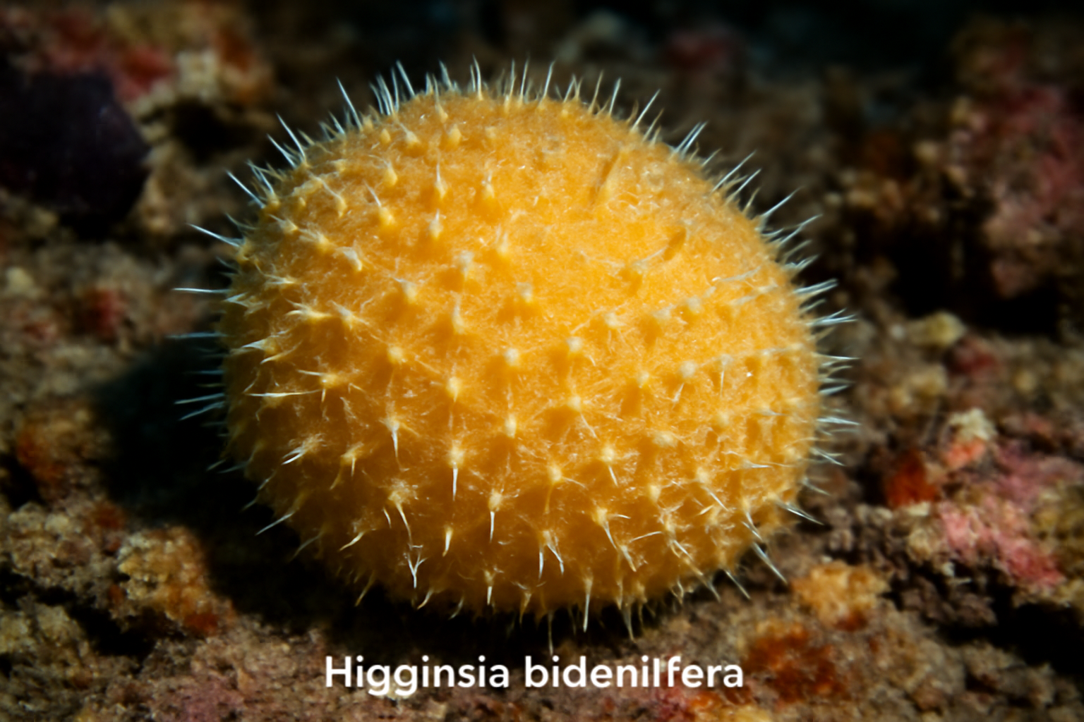 Higginsia bidentifera