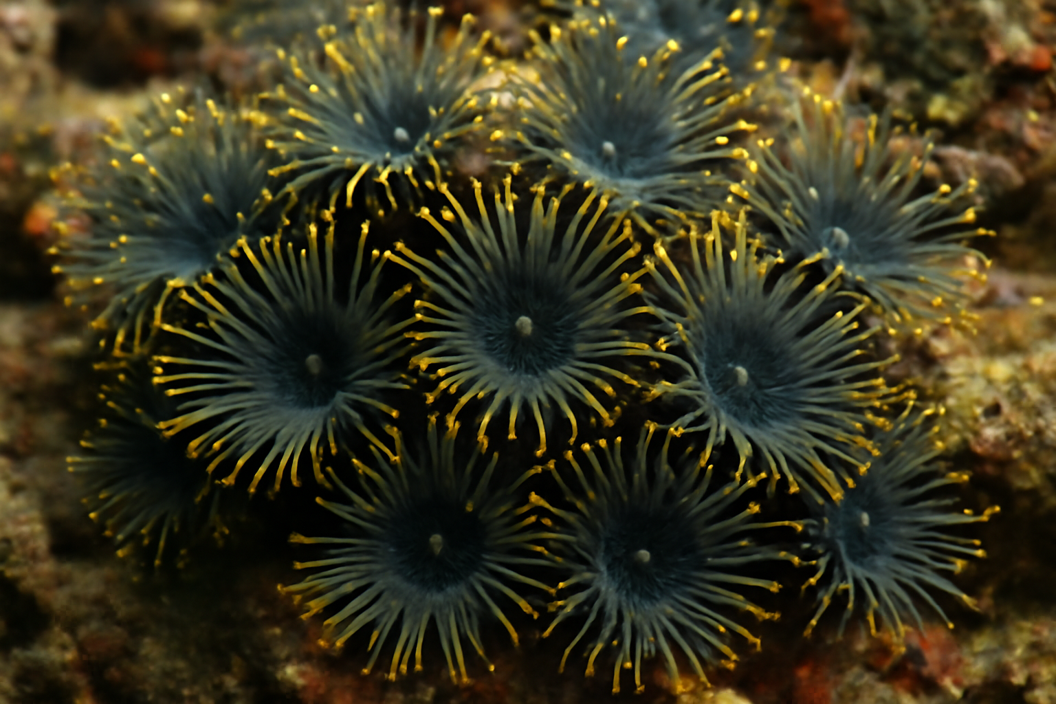 Black Sun Coral