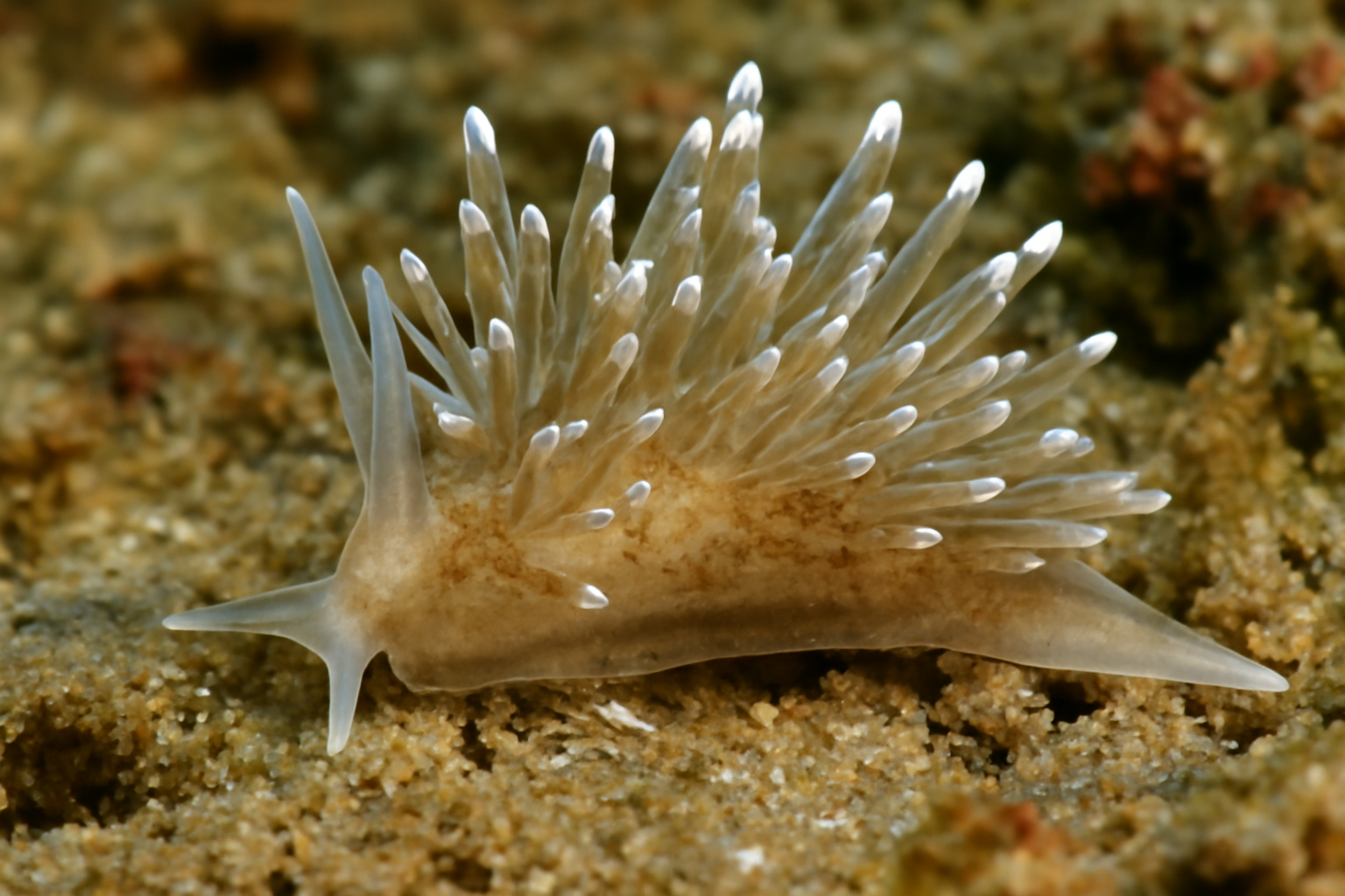 Atlantic Stelligerid