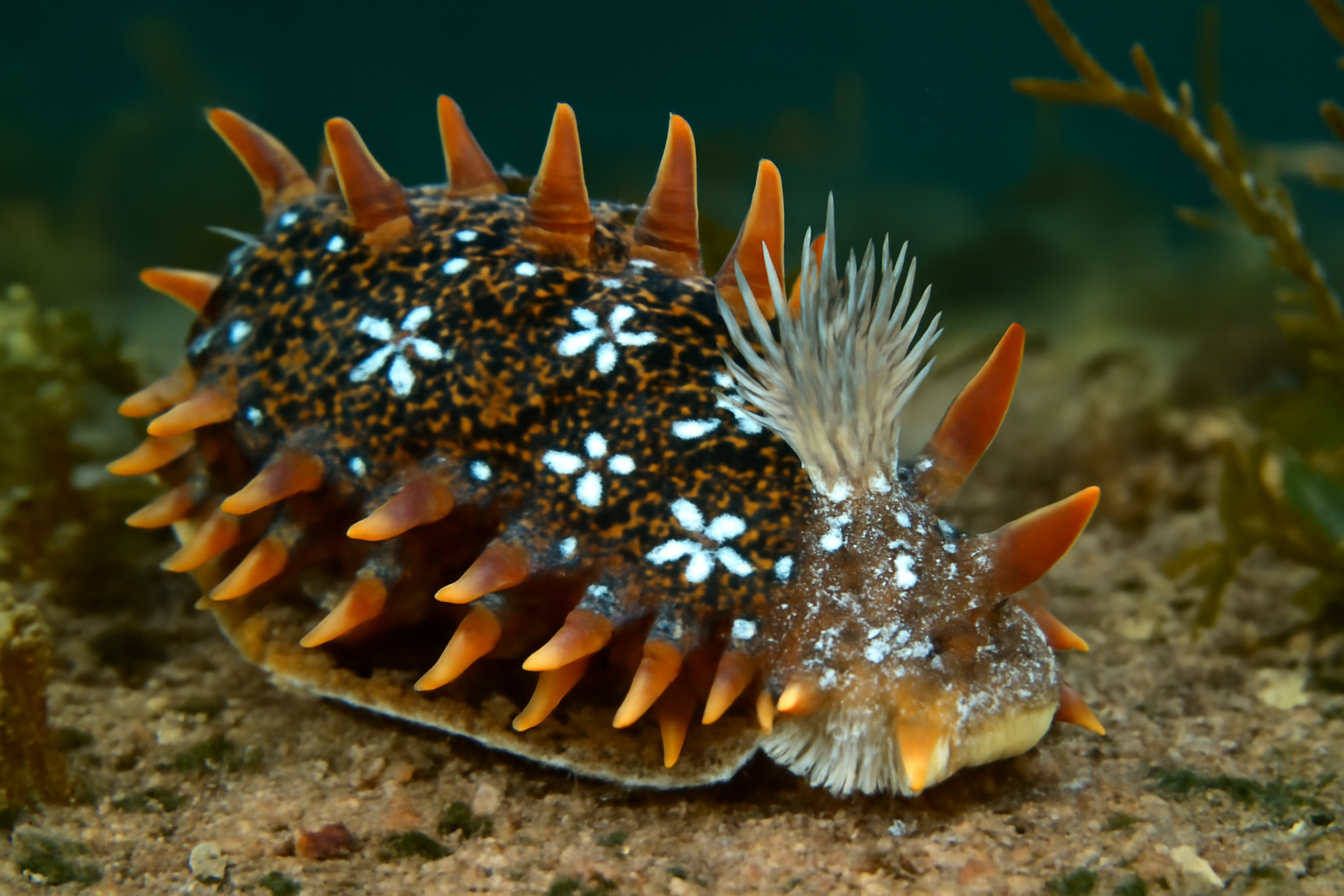 Pacific Stelligerid