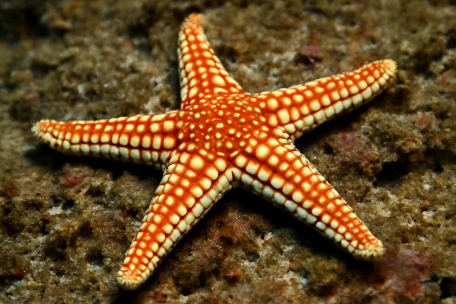 Indian Stelligerid