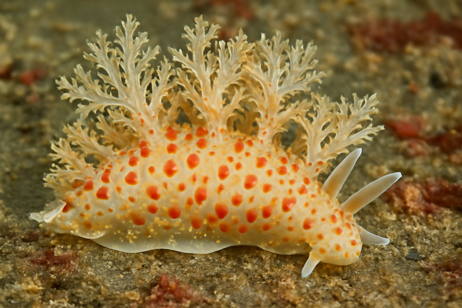 Southern Stelligerid