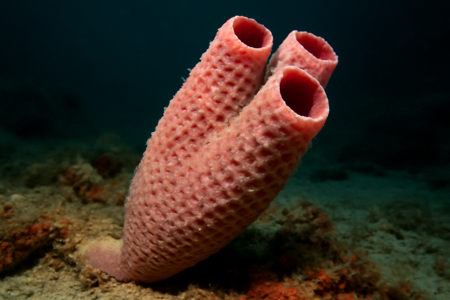 Rosy Pipe Sponge