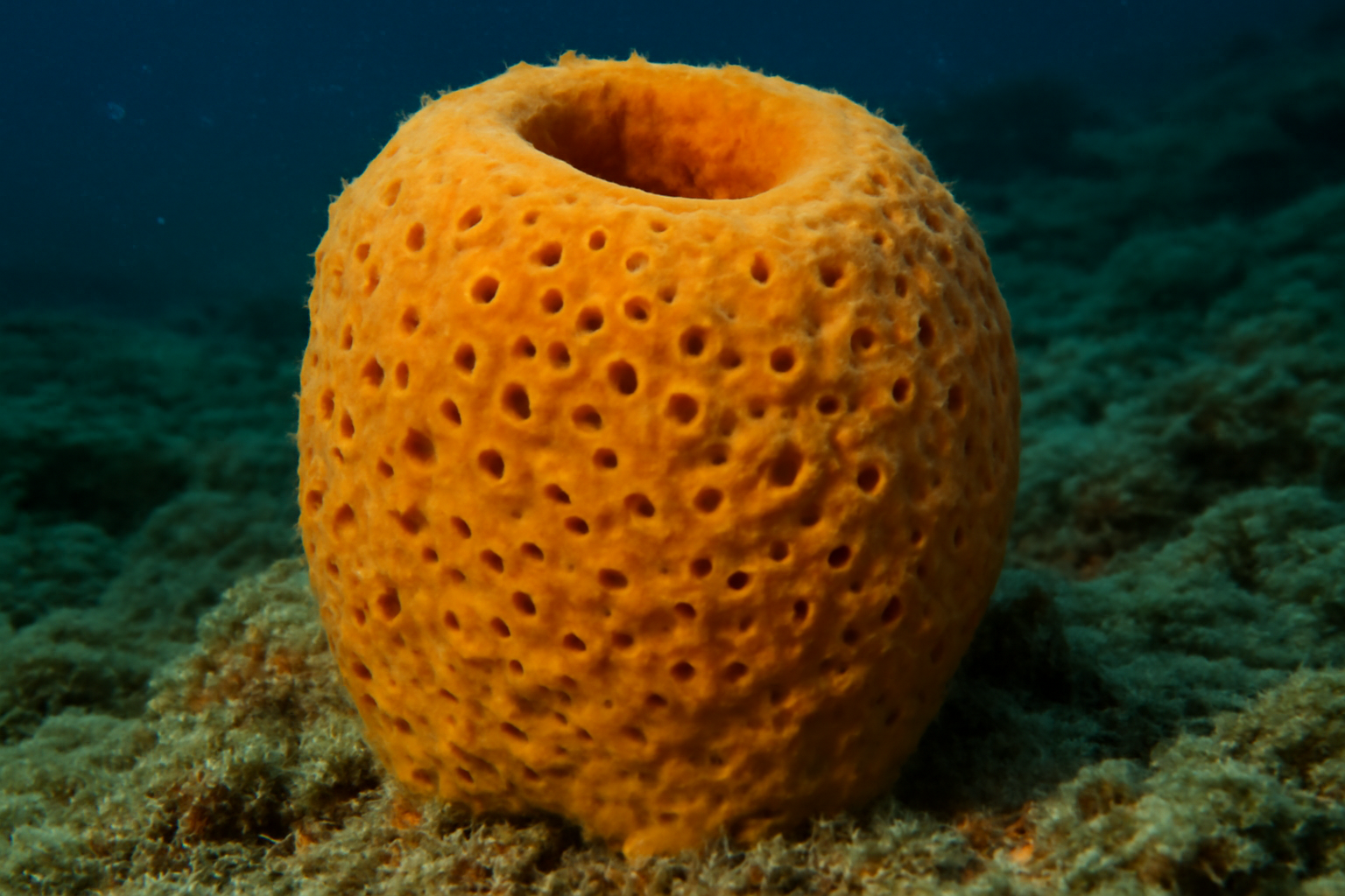 Southern Sea Sponge