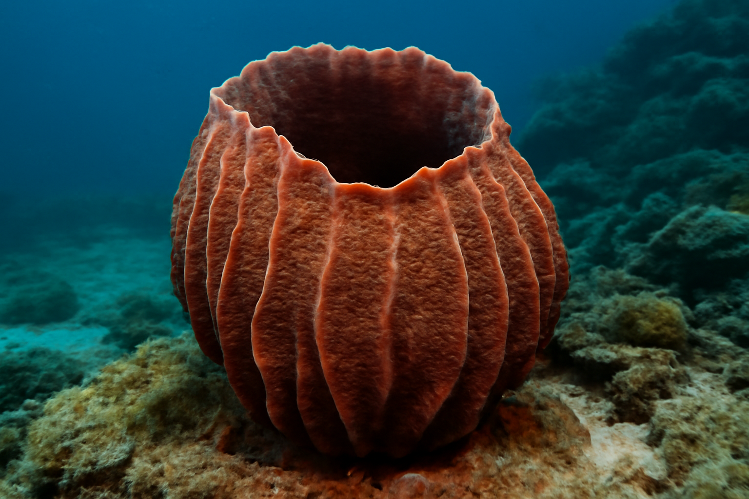 Arabian Sponge