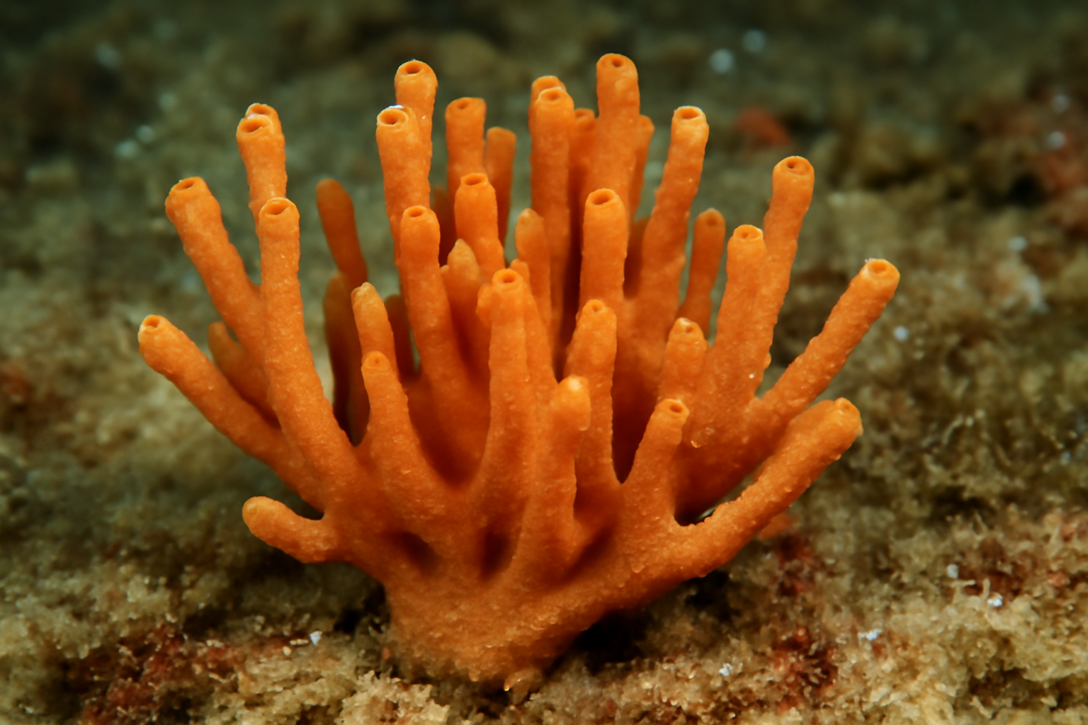 Clathria Sponge