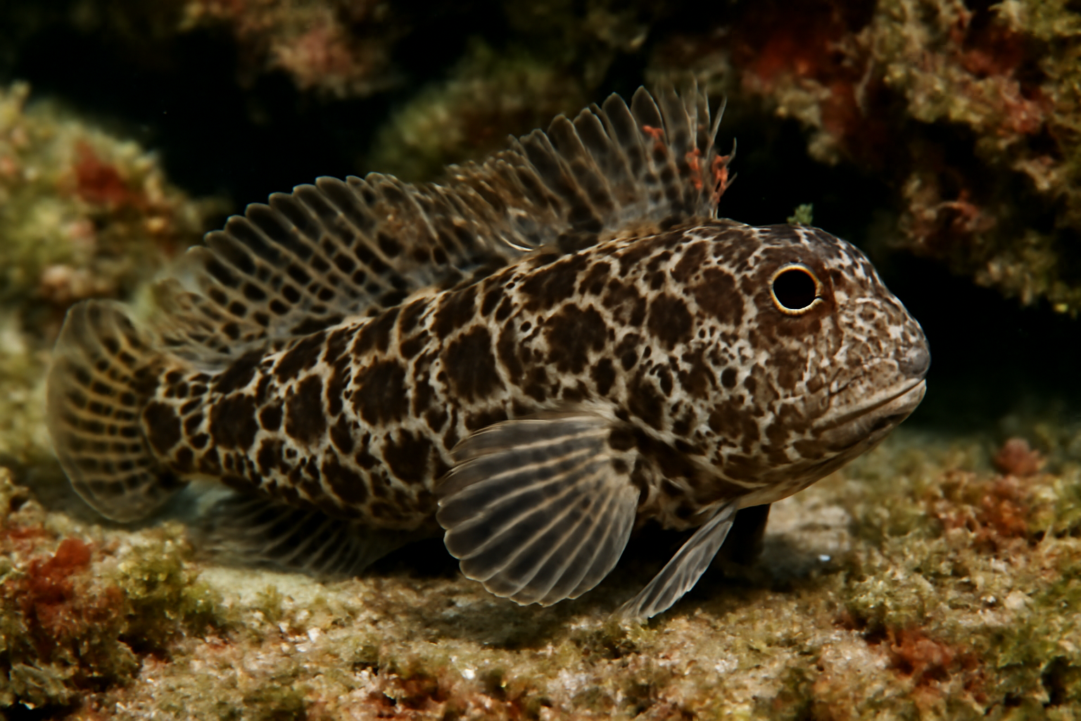 Tessellated Blenny