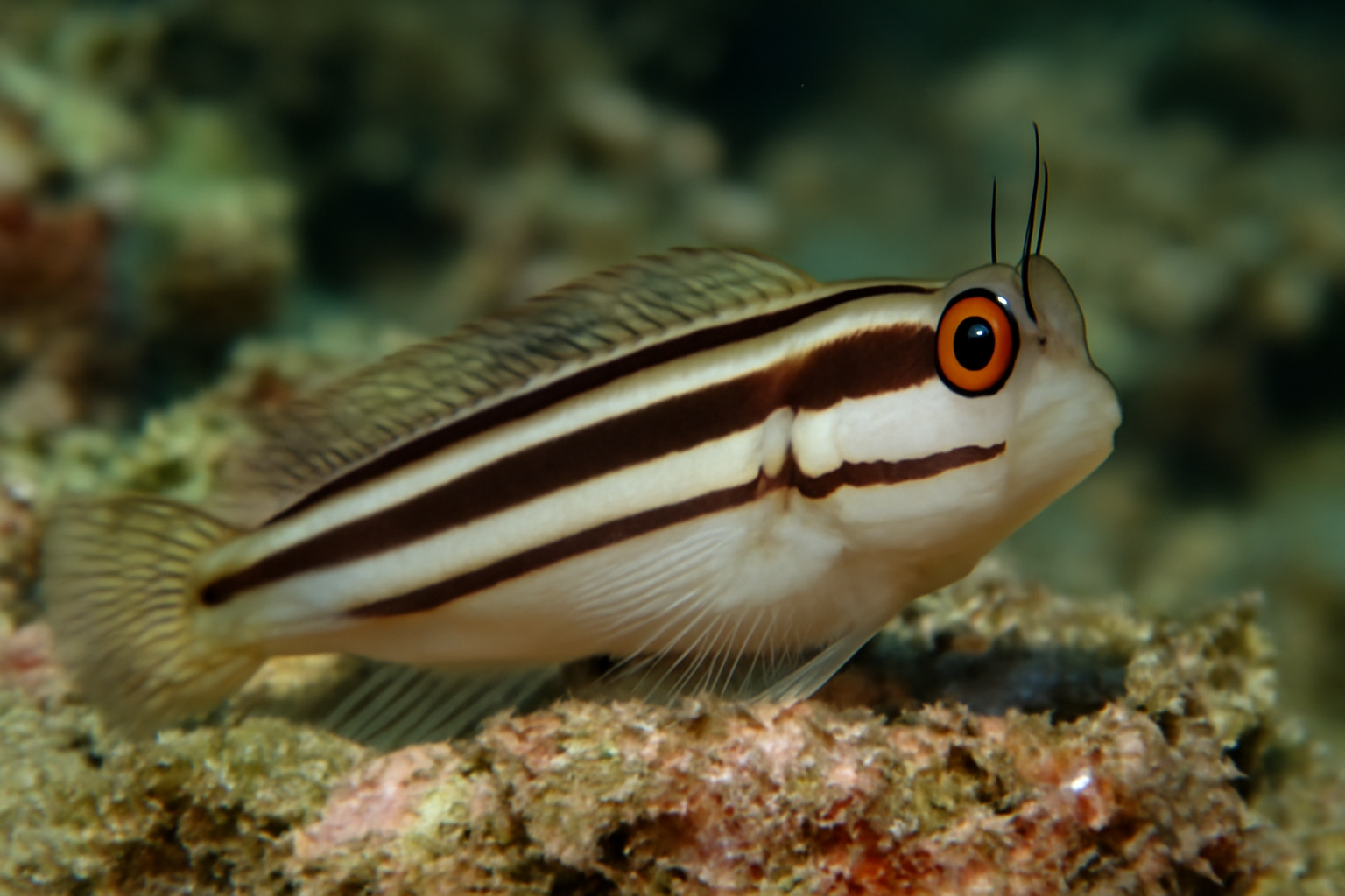 Three-Lined Blenny
