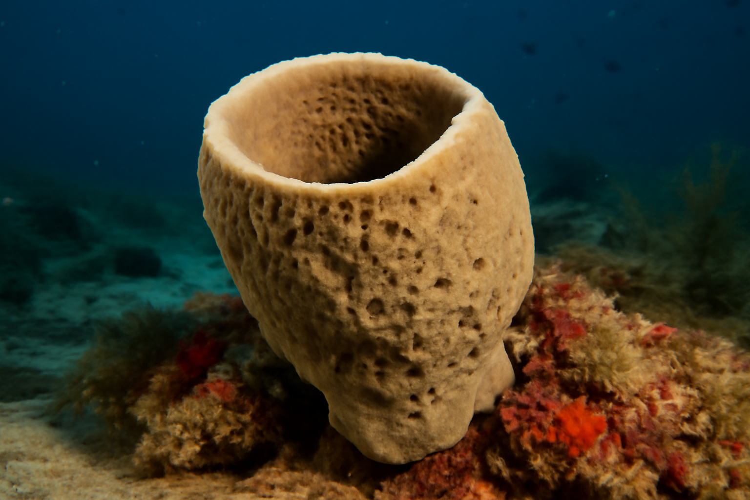 Mediterranean rightsponge
