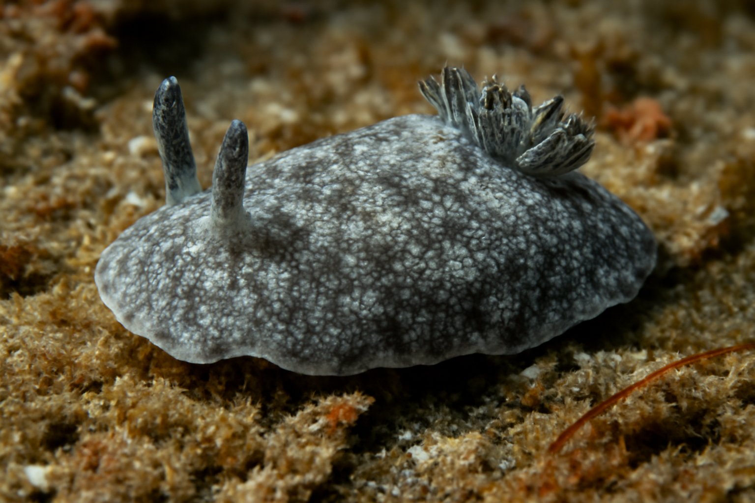Grey sea slug
