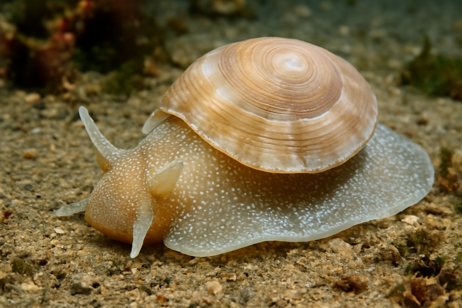 Pacific bubble shell