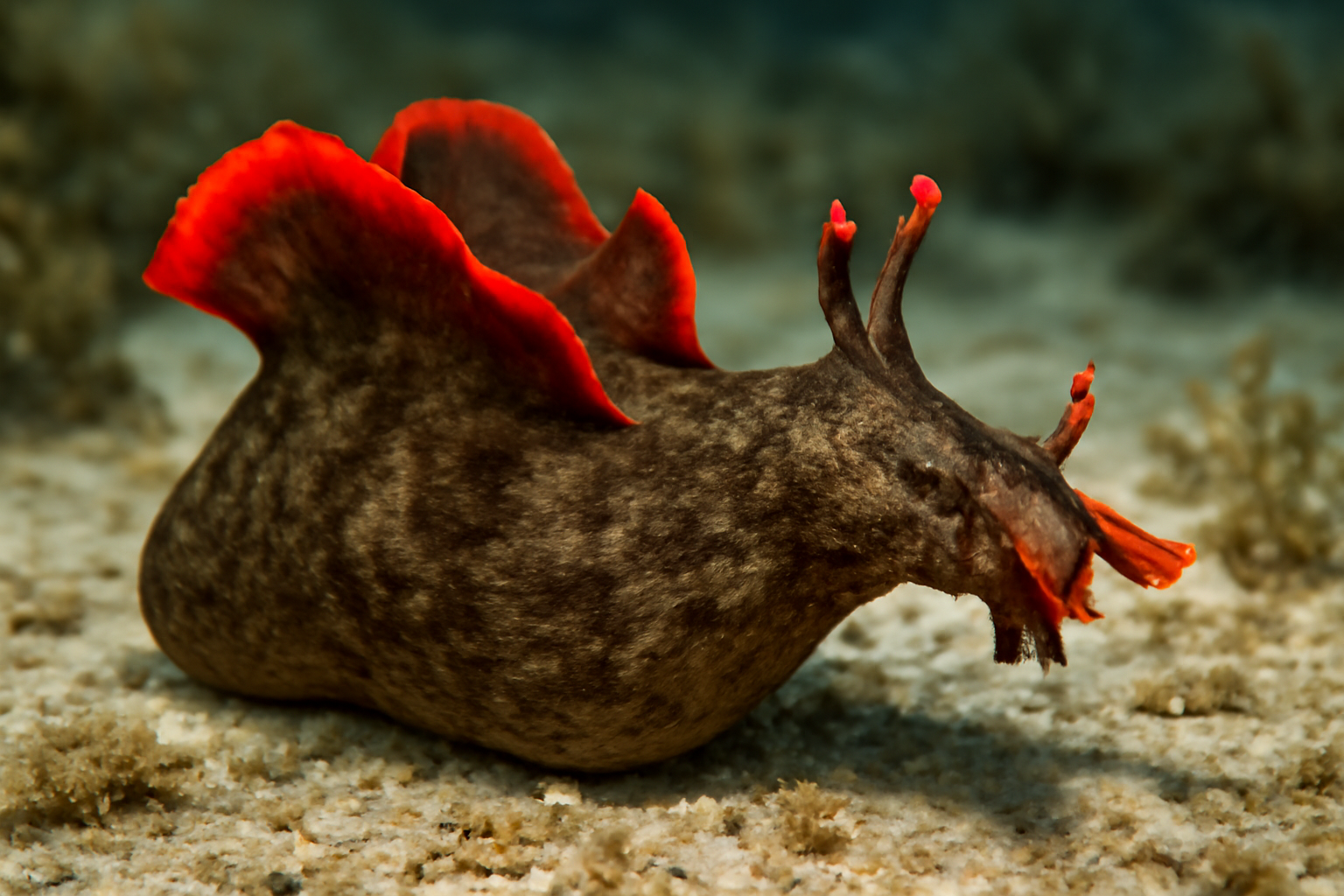 Red-tipped sea hare