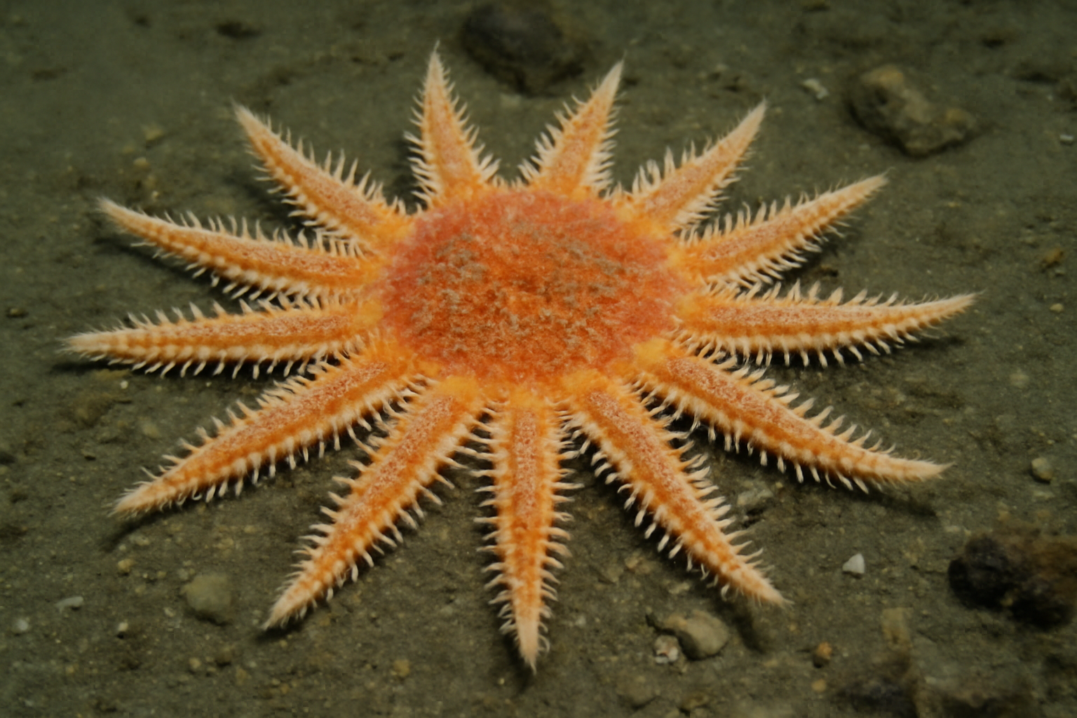 Spiny Sun Star