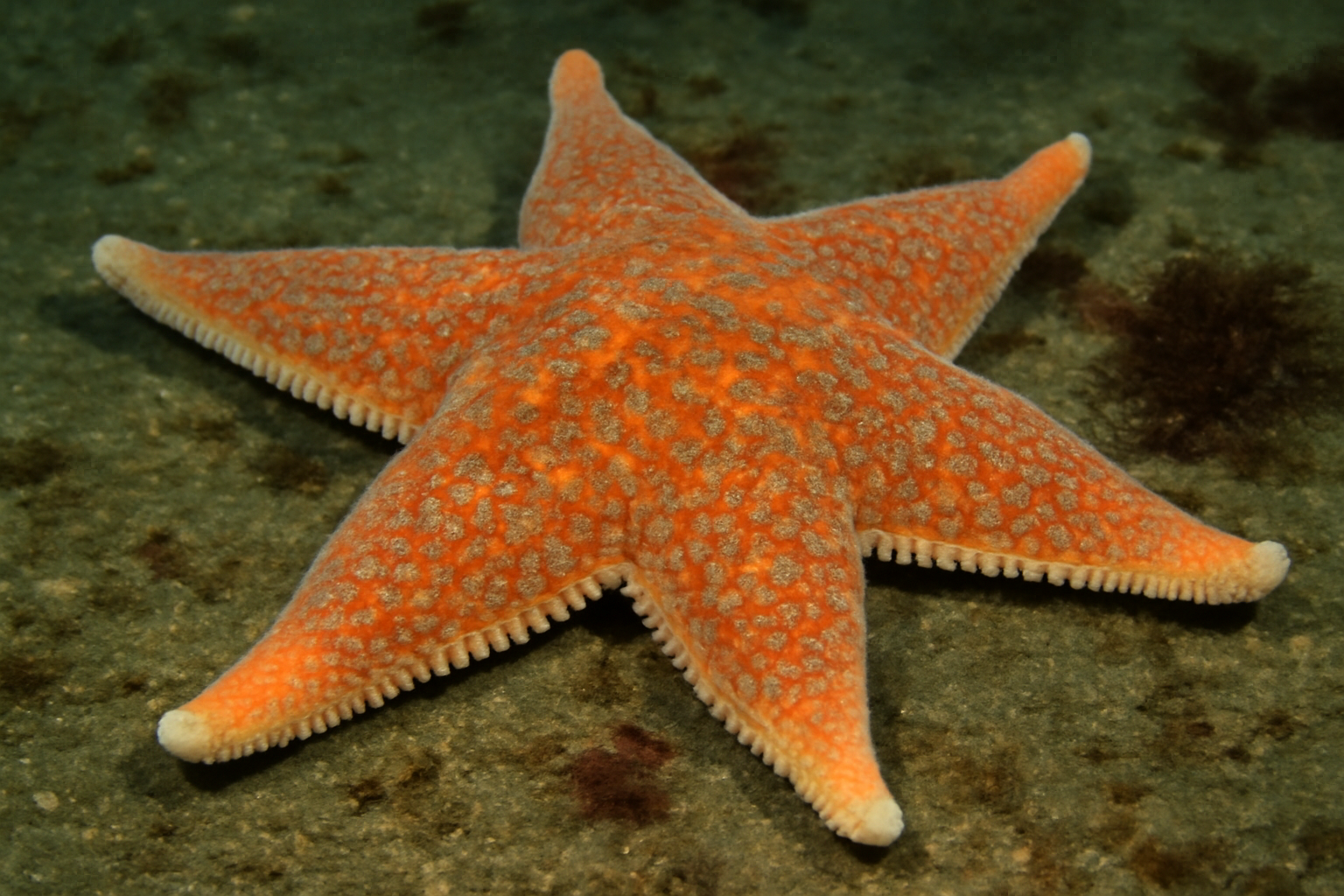 Giant Pacific Starfish
