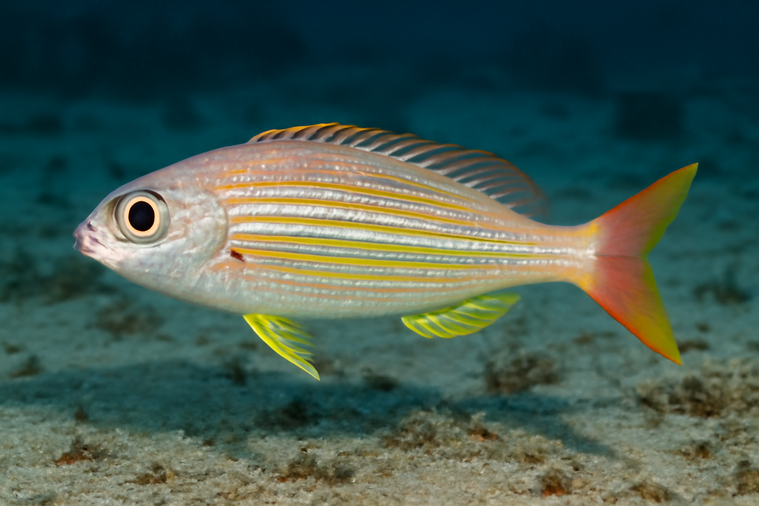 Threadfin bream