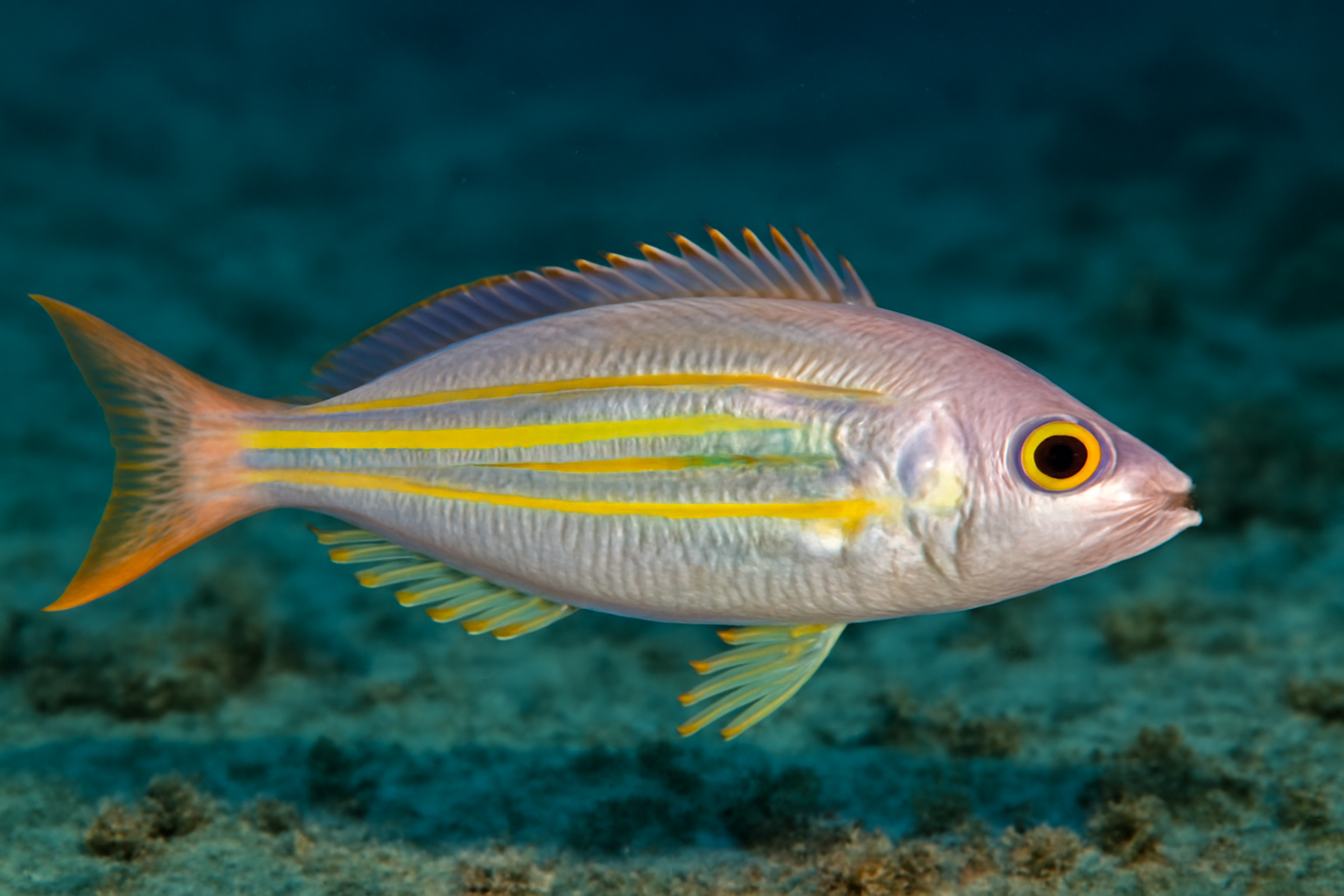 Yellowstripe threadfin bream