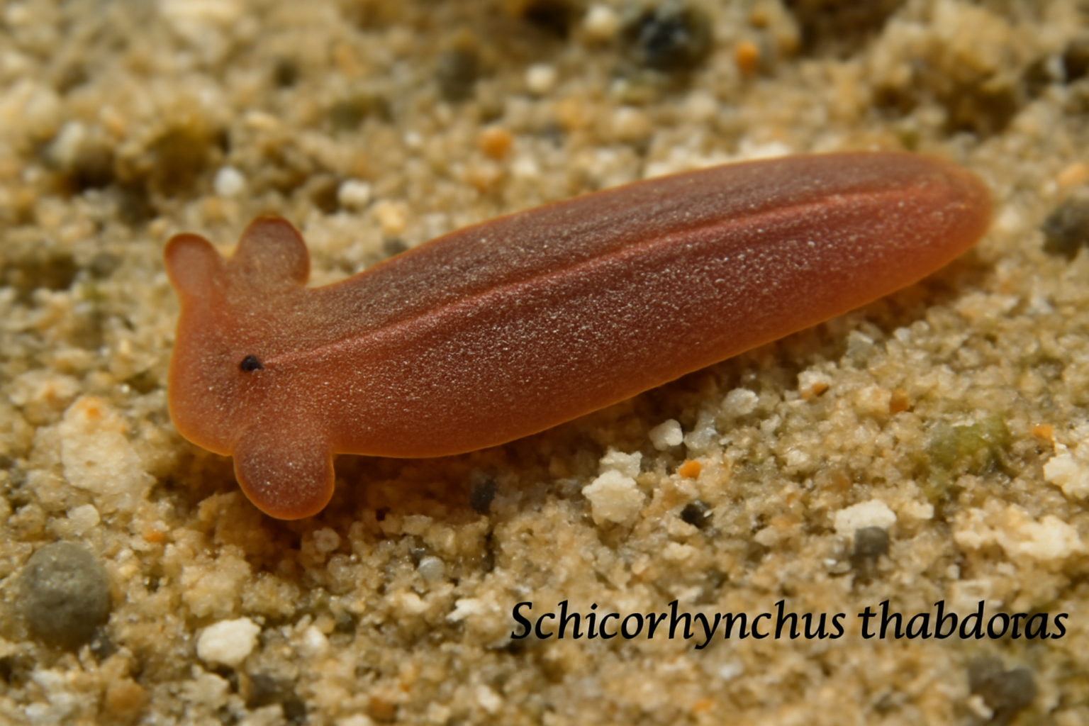 Schizorhynch rhabdotus