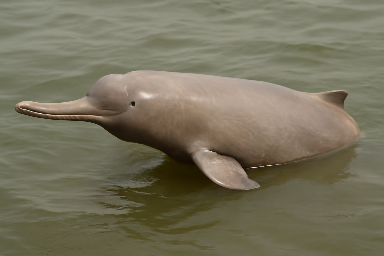 Ganges River Dolphin