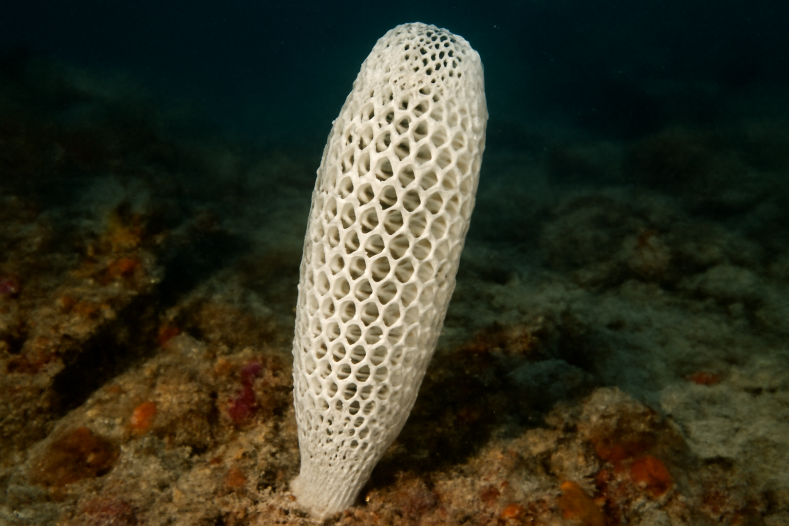 Euplectella oweni