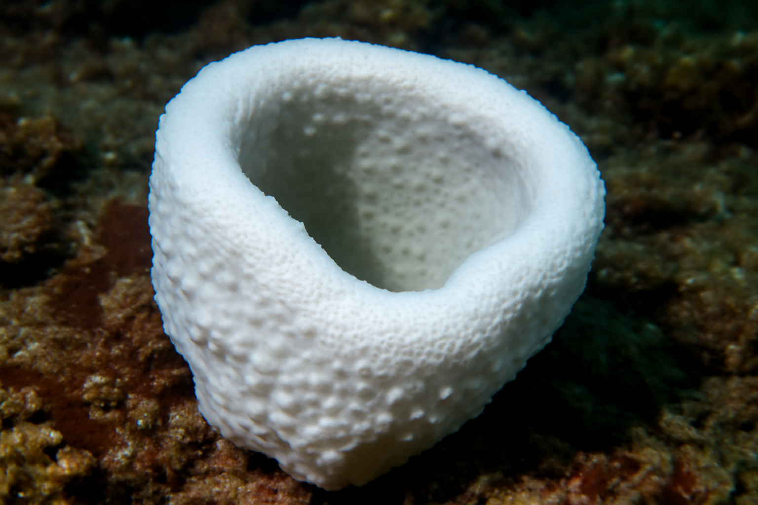White Hertwig's Sponge