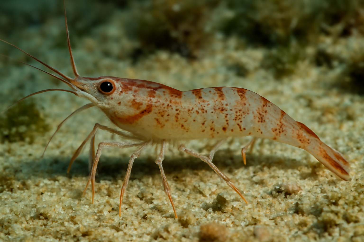 Ijimaiella vossi